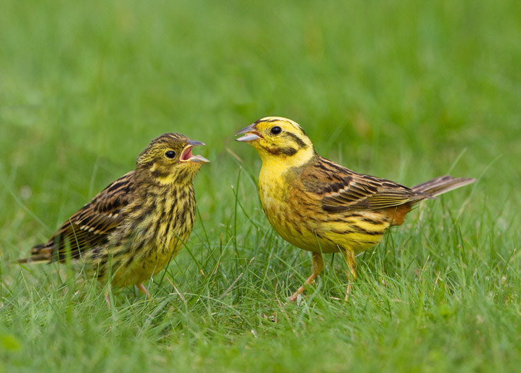 Male yellowhammer feeding recently fledged chick. Scotland. July. 